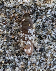 Megalorchestia pugettensis