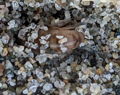 Megalorchestia pugettensis