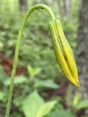 Lilium columbianum