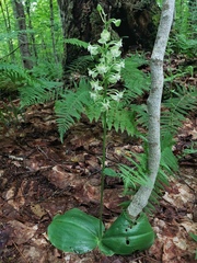 Platanthera macrophylla