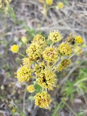 Hymenopappus flavescens