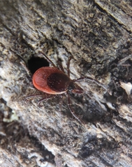 Ixodes persulcatus