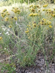 Hymenopappus flavescens