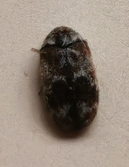 Trogoderma sternale