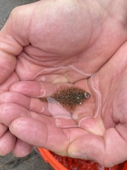 Platichthys stellatus