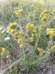 Hymenopappus flavescens