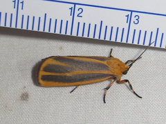 Hypoprepia cadaverosa