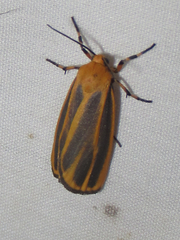 Hypoprepia cadaverosa