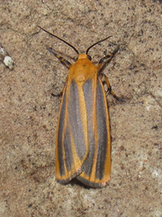 Hypoprepia cadaverosa