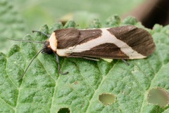 Allanwatsonia hodeva