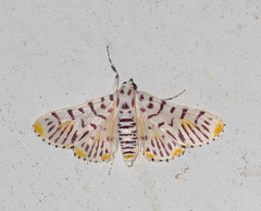 Polygrammodes maccalis