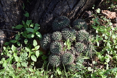 Mammillaria uncinata