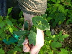 Lonicera dioica