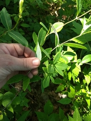 Lonicera dioica
