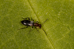 Anthicinae