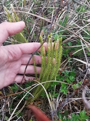 Spinulum annotinum alpestre