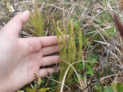 Spinulum annotinum alpestre