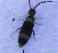 Entomobrya clitellaria