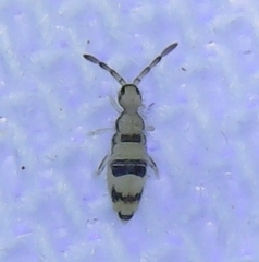 Entomobrya triangularis