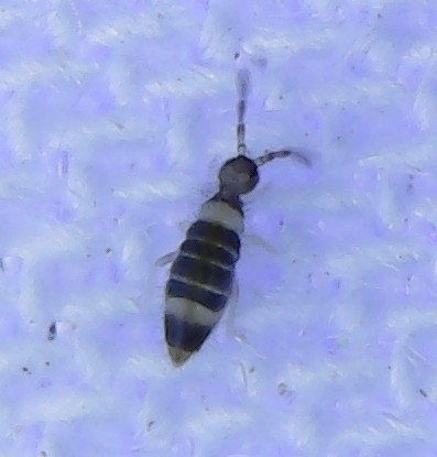 Springtail