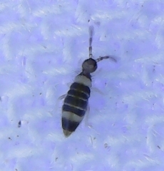 Entomobrya clitellaria