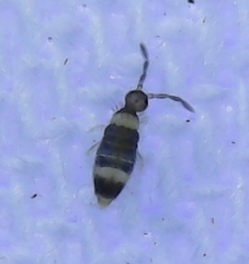 Entomobrya clitellaria