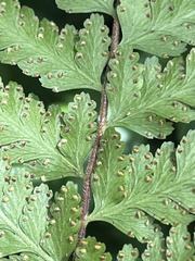 Microlepia krameri