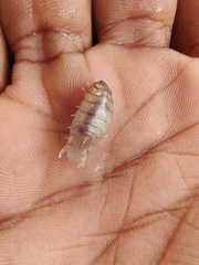 Isopoda