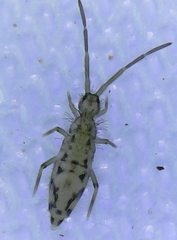 Entomobrya katzi