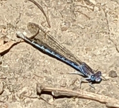 Argia agrioides