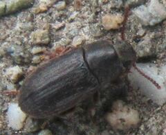 Blapstinus