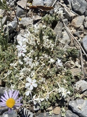 Phlox condensata