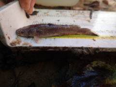 Pylodictis olivaris