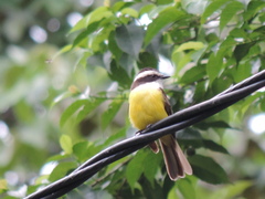 Phelpsia inornata