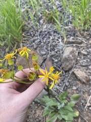 Senecio integerrimus exaltatus