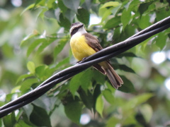 Phelpsia inornata