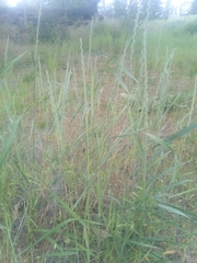 Thinopyrum intermedium barbulatum