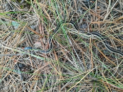 Thamnophis pulchrilatus
