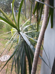 Agave fourcroydes