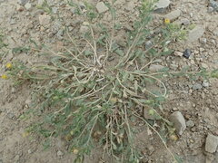 Xanthisma grindelioides