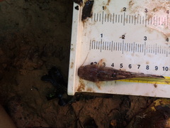 Pylodictis olivaris