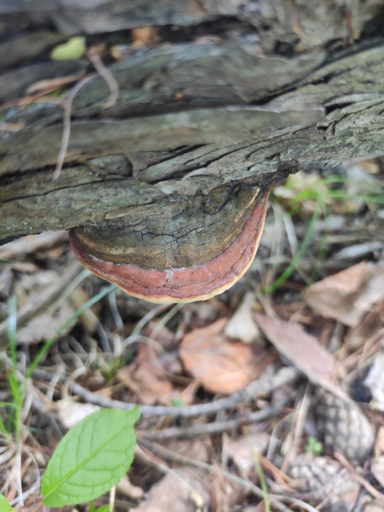 Fomitopsis pinicola · June 2022 · photo: © wrrite (iNaturalist, cc-by)