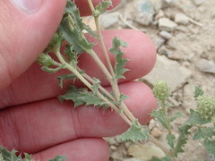 Xanthisma grindelioides