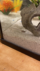 Kryptopterus vitreolus