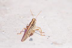 Schistocerca piceifrons