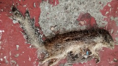 Notocitellus annulatus