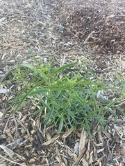 Asclepias fascicularis