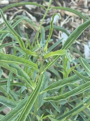 Asclepias fascicularis