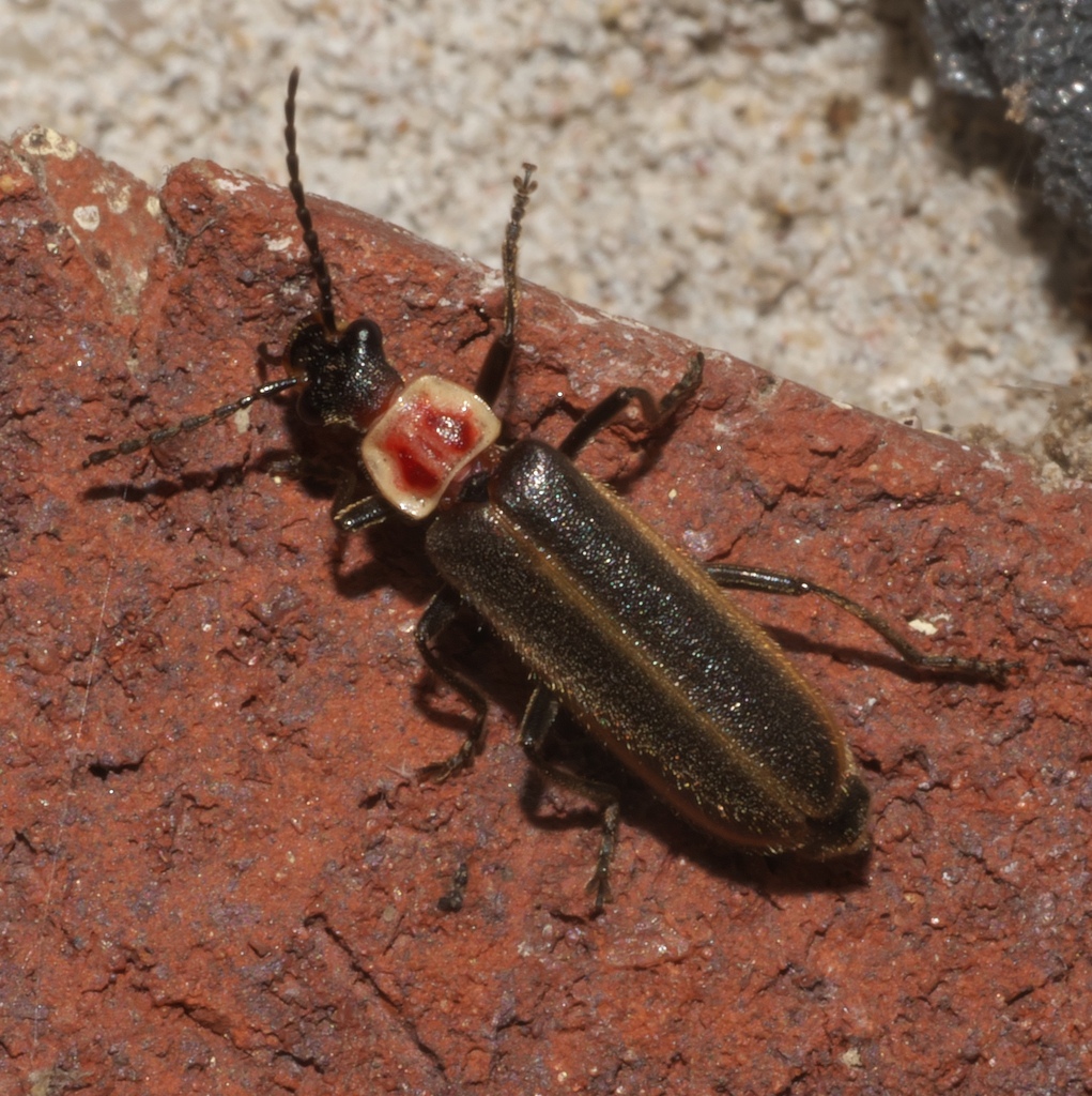 Podabrus knobeli