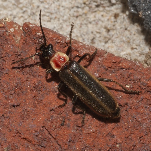 Podabrus knobeli